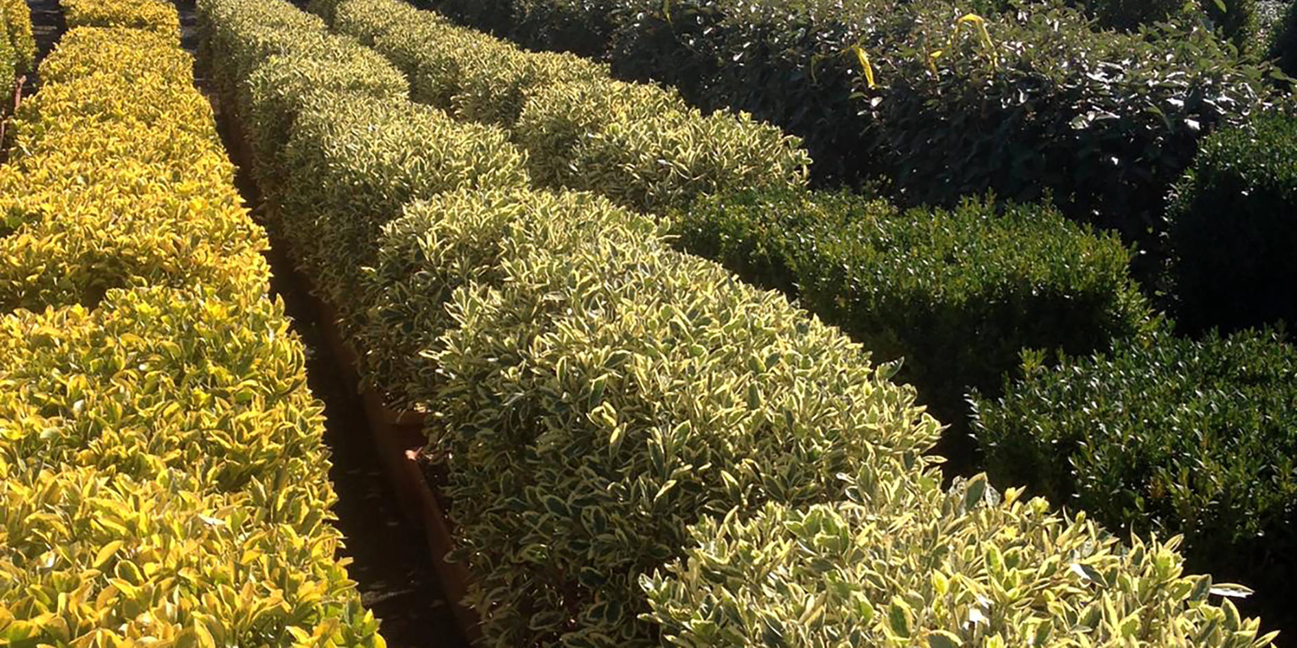 Heckenpflanzen Gluecksgarten