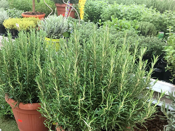 Kräuter Glücksgarten