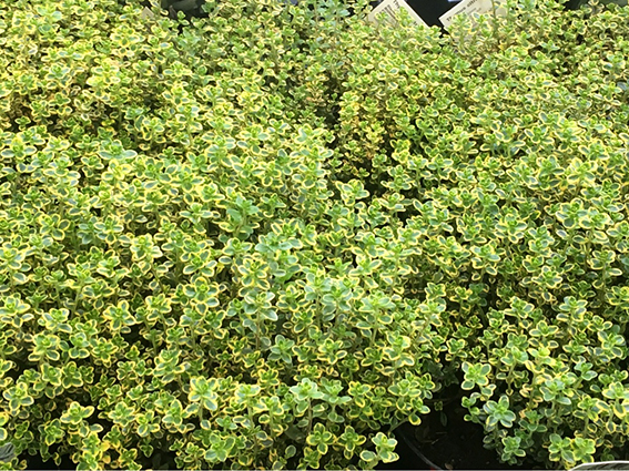 Kräuter Glücksgarten