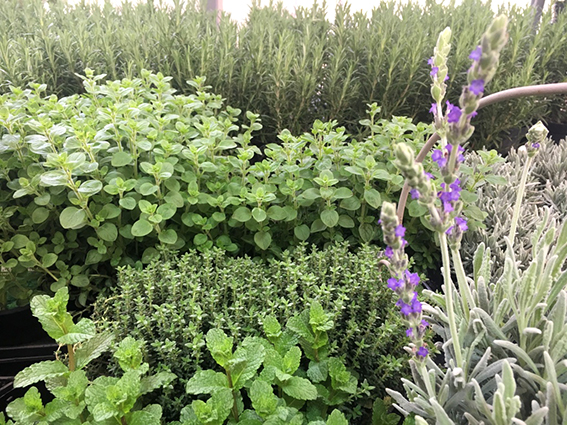 Kräuter Glücksgarten