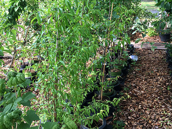 Obstgehölze Glücksgarten