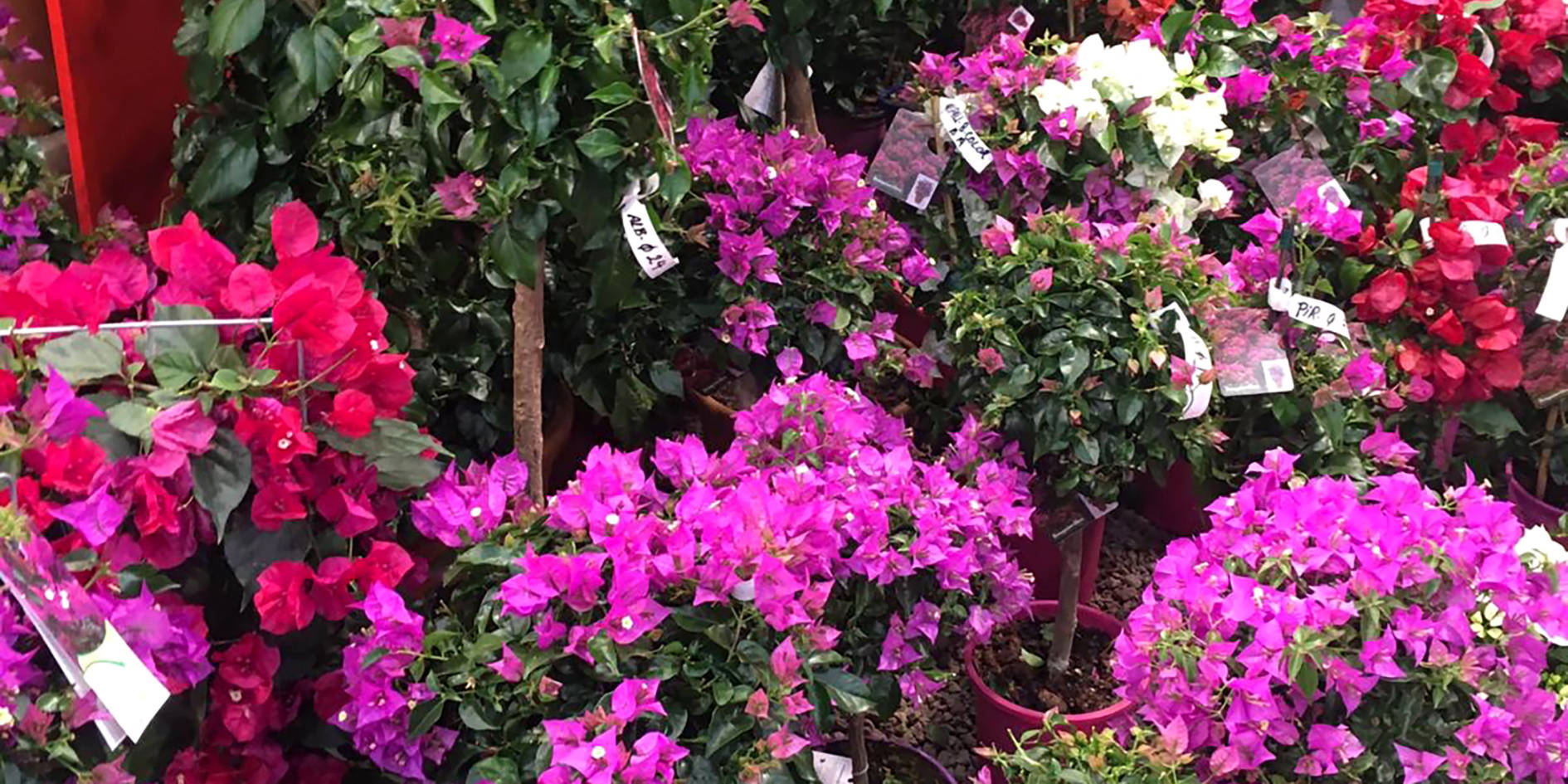 Blumen Gluecksgarten