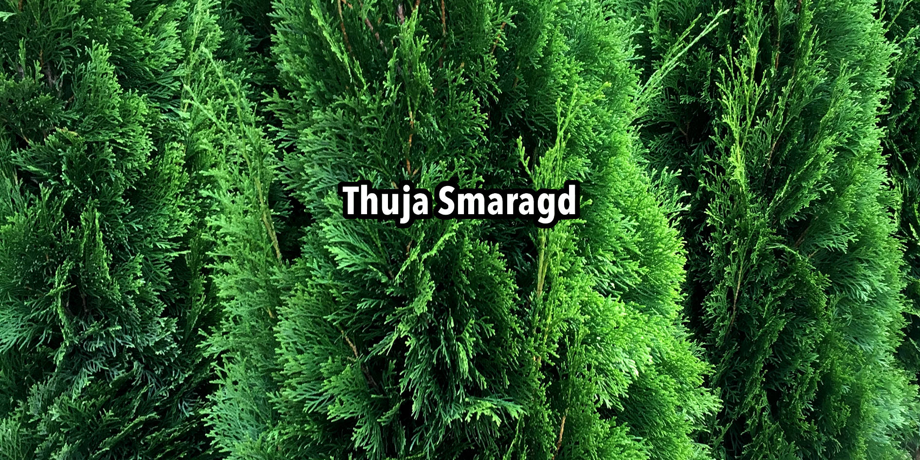 Thuja Smaragd Gluecksgarten